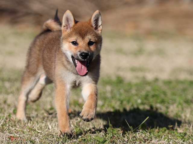 AI5I4391-puppy AI5I4391-puppy