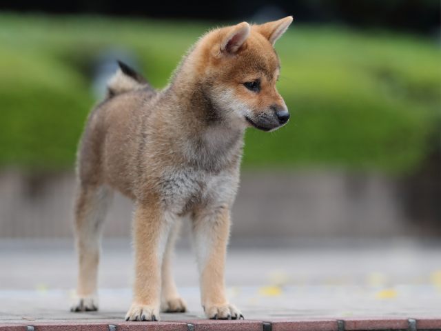 AI5I4395-puppy AI5I4395-puppy
