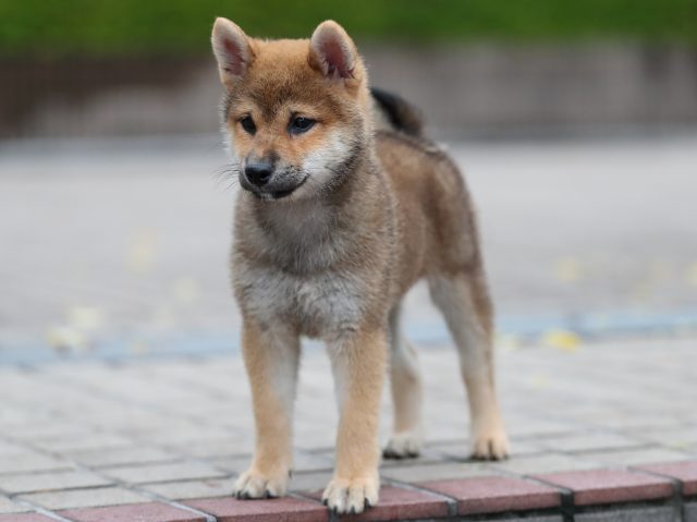 AI5I4422-puppy AI5I4422-puppy