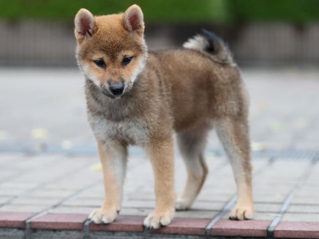 AI5I4429-puppy AI5I4429-puppy