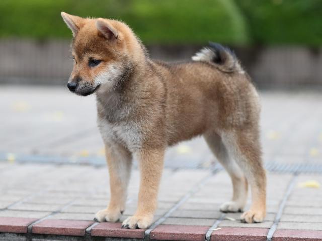 AI5I4450-puppy AI5I4450-puppy
