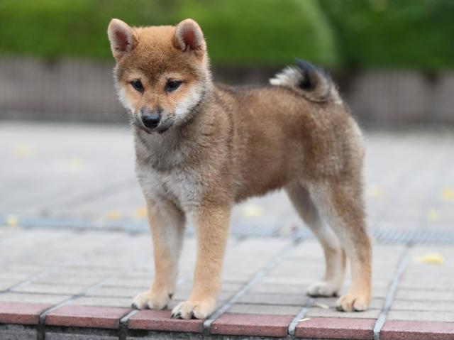 AI5I4455-puppy AI5I4455-puppy