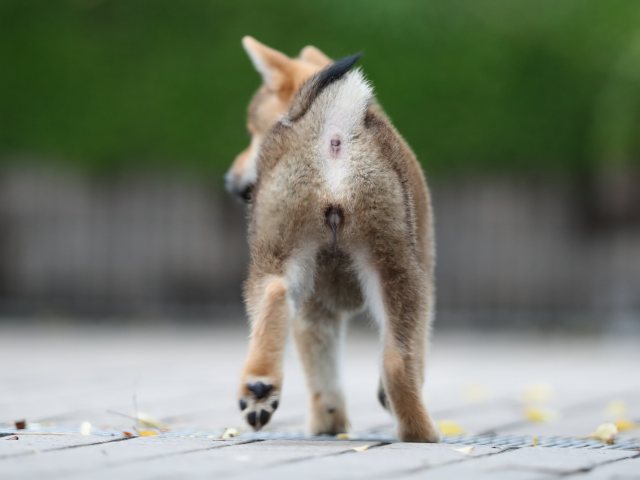 AI5I4473-puppy AI5I4473-puppy