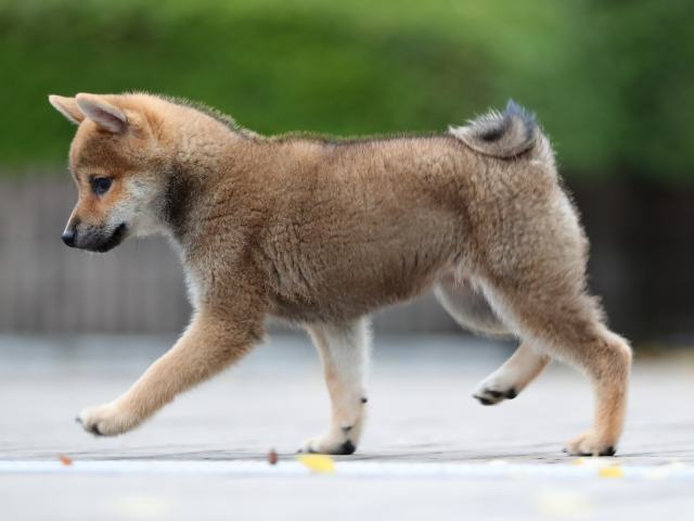 AI5I4479-puppy AI5I4479-puppy