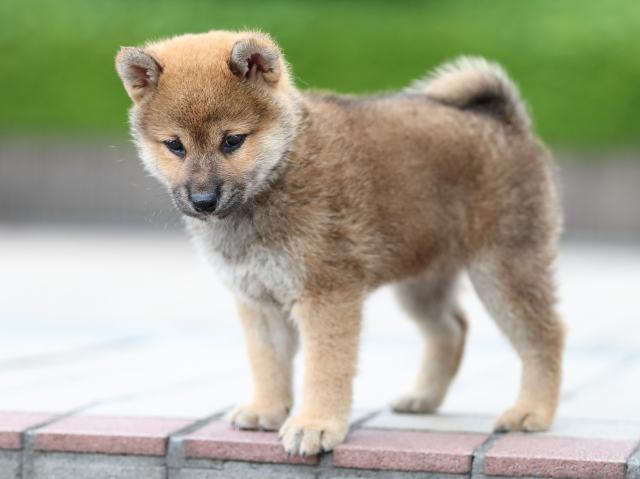AI5I4678-puppy AI5I4678-puppy