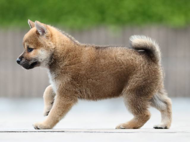 AI5I4719-puppy AI5I4719-puppy