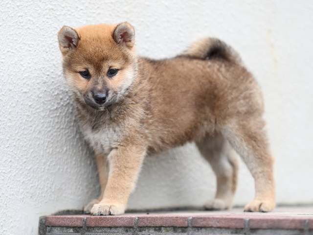 AI5I4720-puppy AI5I4720-puppy