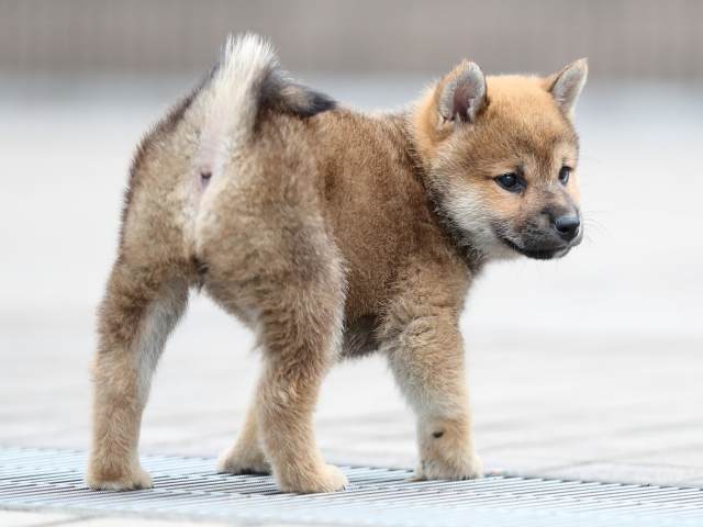 AI5I4753-puppy AI5I4753-puppy