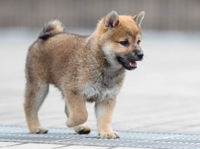 AI5I4754-puppy AI5I4754-puppy