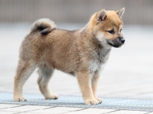 AI5I4762-puppy AI5I4762-puppy