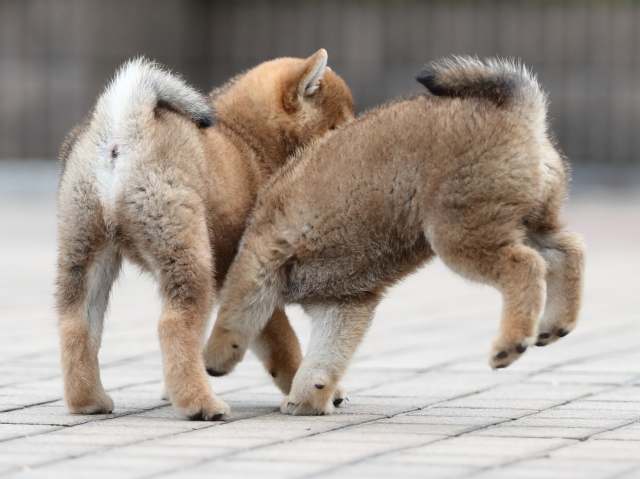 AI5I4771-puppy AI5I4771-puppy