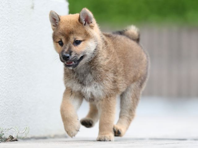 AI5I4785-puppy AI5I4785-puppy