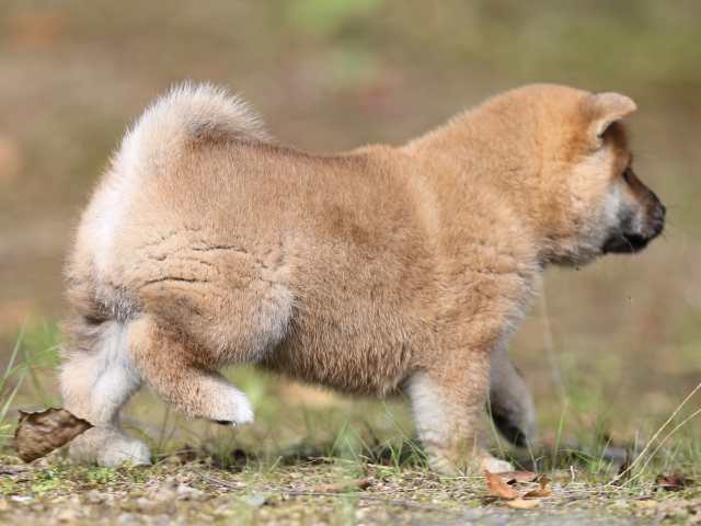 AI5I5557-puppy AI5I5557-puppy