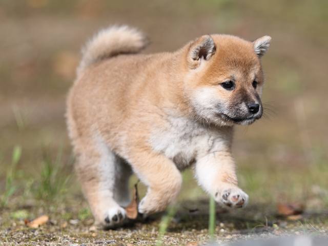 AI5I5594-puppy AI5I5594-puppy