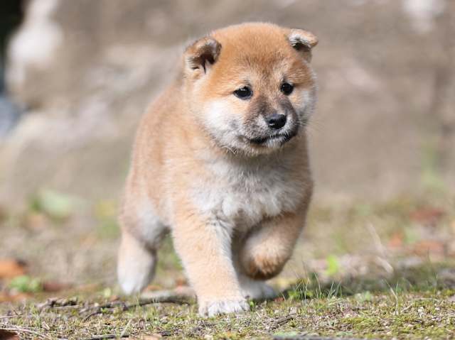AI5I5637-puppy AI5I5637-puppy