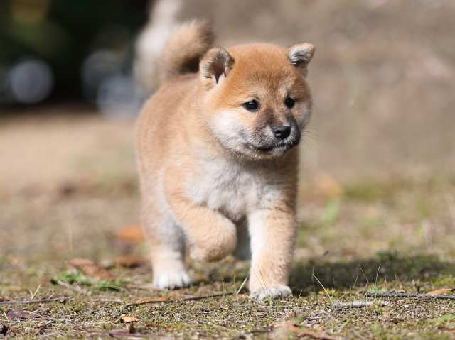 AI5I5702-puppy AI5I5702-puppy