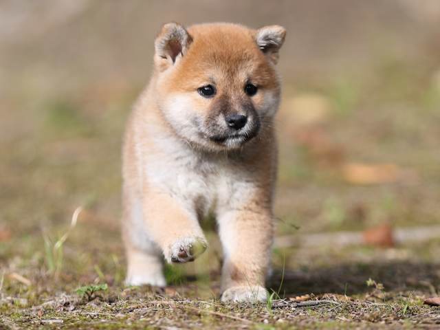 AI5I5713-puppy AI5I5713-puppy