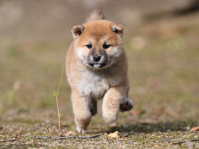 AI5I5719-puppy AI5I5719-puppy