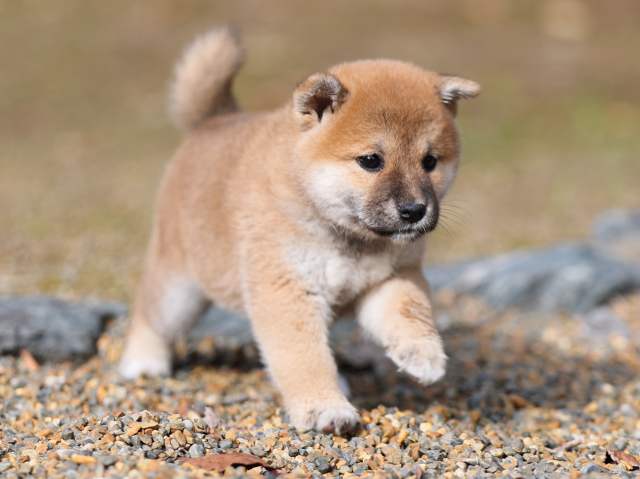 AI5I5734-puppy AI5I5734-puppy