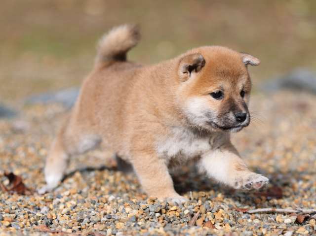 AI5I5738-puppy AI5I5738-puppy
