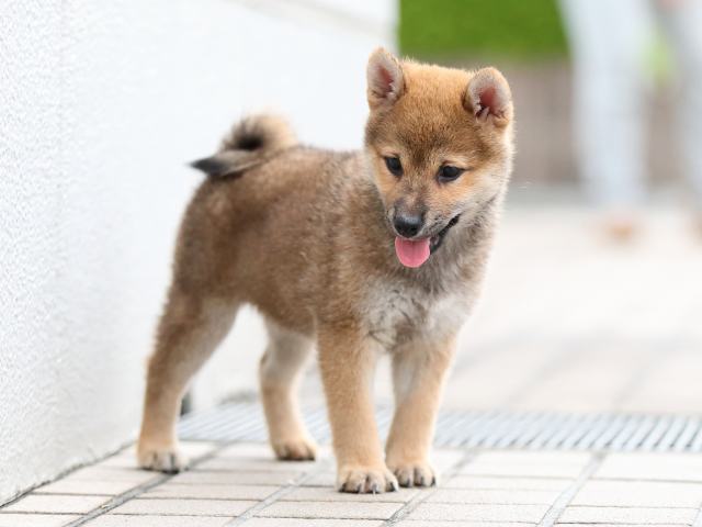 AI5I6638-puppy AI5I6638-puppy