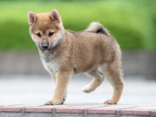 AI5I6734-puppy AI5I6734-puppy