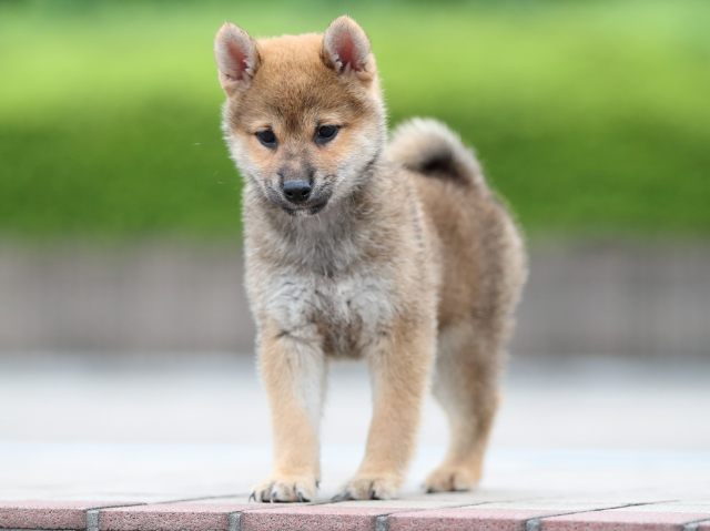 AI5I6739-puppy AI5I6739-puppy