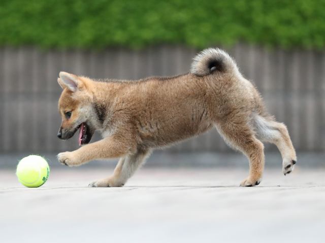 AI5I6744-puppy AI5I6744-puppy