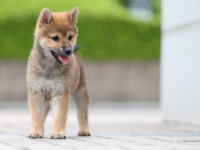 AI5I6774-puppy AI5I6774-puppy