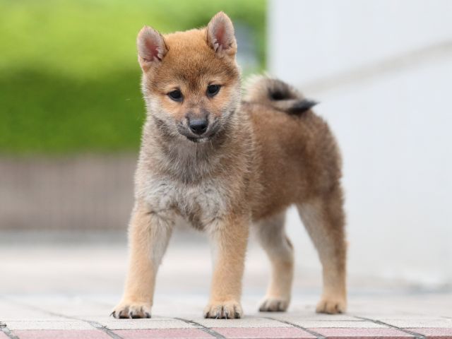 AI5I6781-puppy AI5I6781-puppy