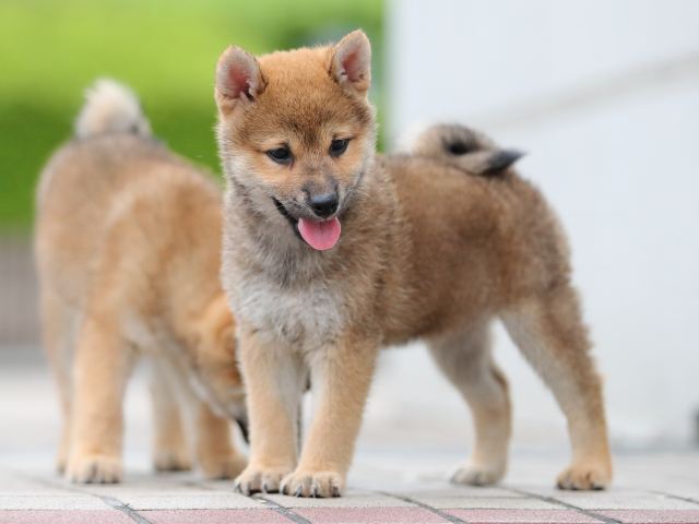AI5I6907-puppy AI5I6907-puppy