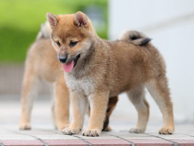 AI5I6910-puppy AI5I6910-puppy