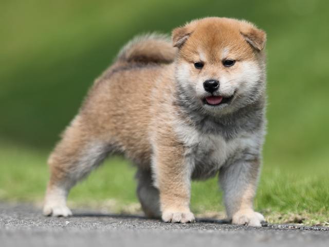 AI5I7084-puppy AI5I7084-puppy