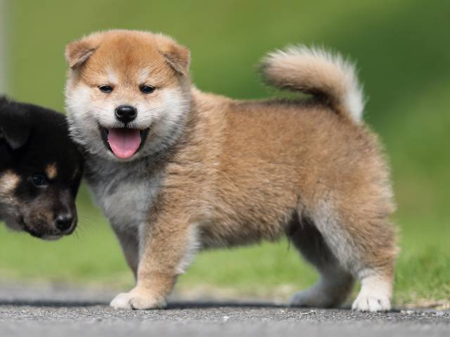 AI5I7111-puppy AI5I7111-puppy