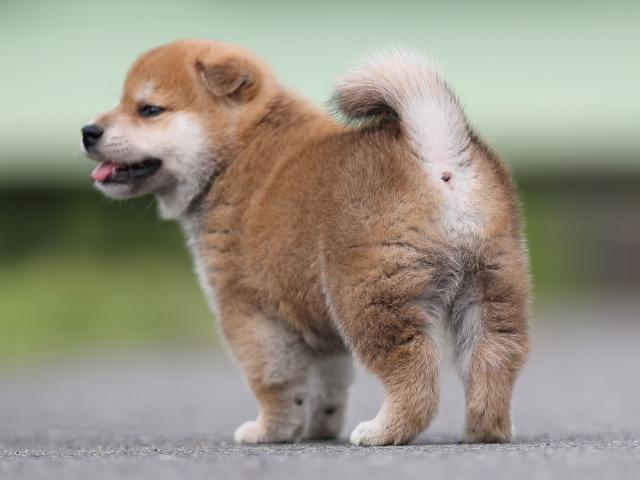 AI5I7118-puppy AI5I7118-puppy