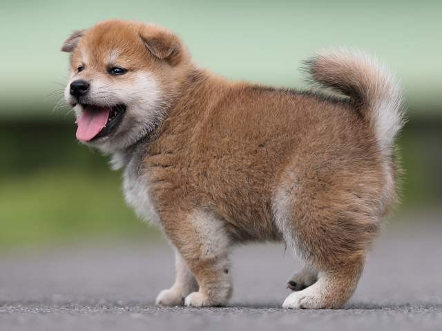 AI5I7121-puppy AI5I7121-puppy