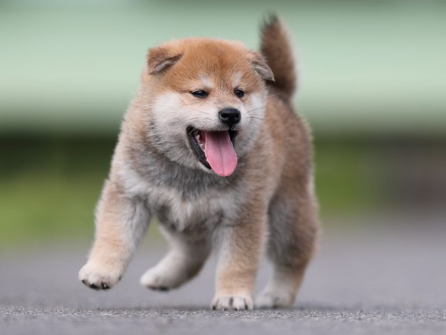 AI5I7126-puppy AI5I7126-puppy