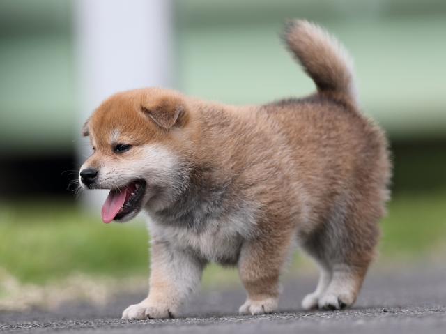 AI5I7135-puppy AI5I7135-puppy