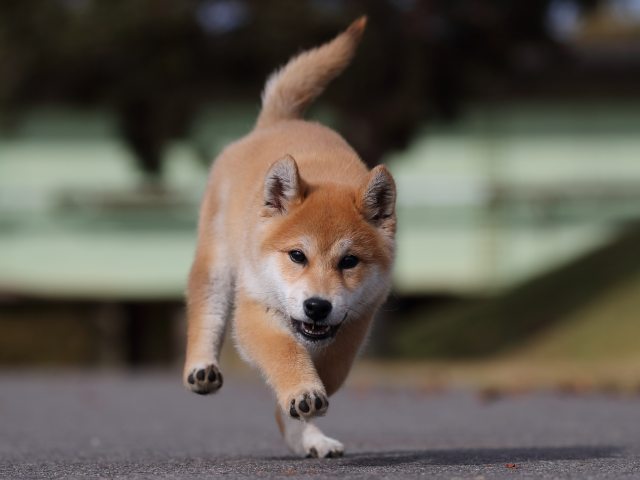 AI5I7137-puppy AI5I7137-puppy