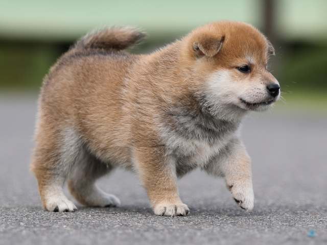 AI5I7160-puppy AI5I7160-puppy