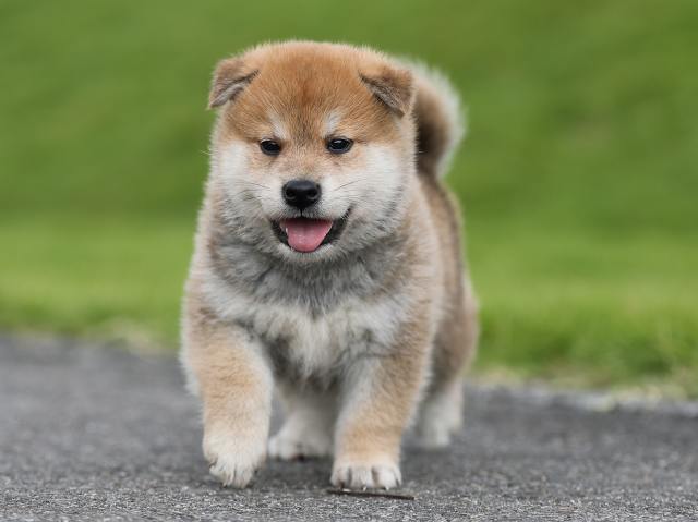 AI5I7186-puppy AI5I7186-puppy