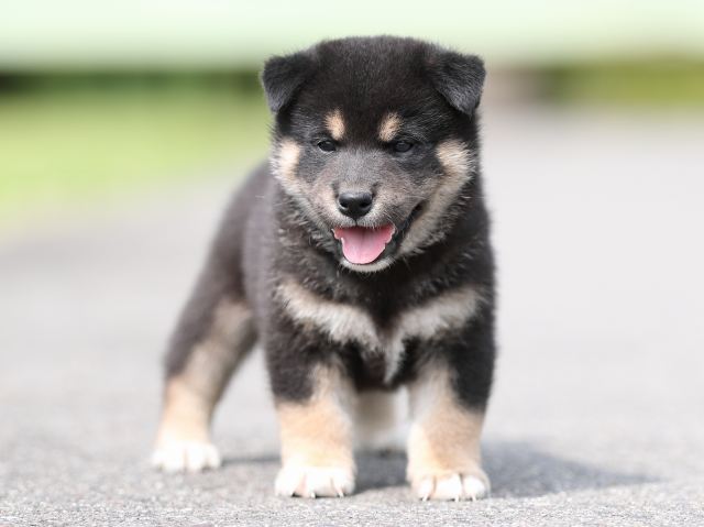 AI5I7218-puppy AI5I7218-puppy