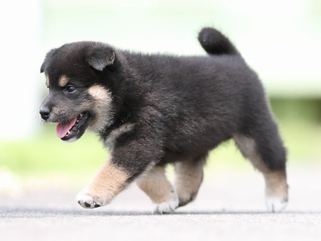 AI5I7241-puppy AI5I7241-puppy