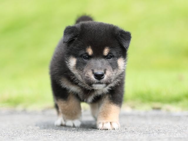 AI5I7258-puppy AI5I7258-puppy