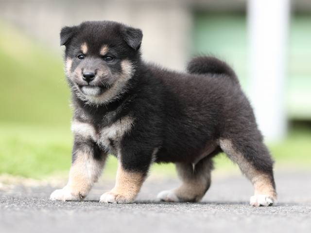 AI5I7290-puppy AI5I7290-puppy