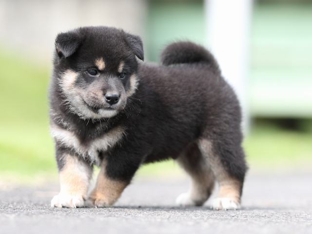 AI5I7296-puppy AI5I7296-puppy