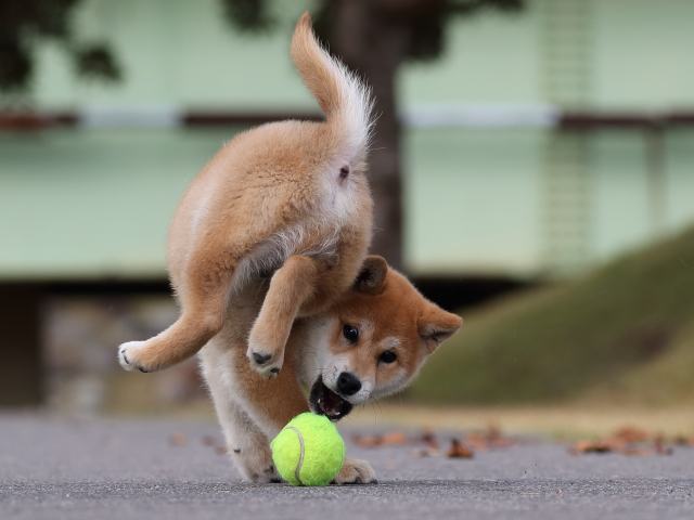 AI5I7305-puppy AI5I7305-puppy