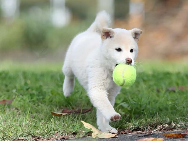 AI5I7347-puppy AI5I7347-puppy