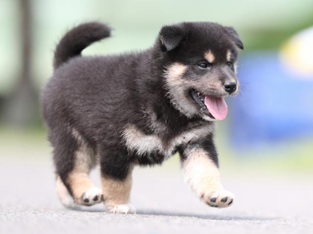 AI5I7349-puppy AI5I7349-puppy