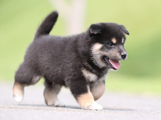 AI5I7361-puppy AI5I7361-puppy